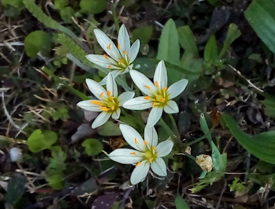 [Four small  six-petaled white flower with long thin stamen with bright yellow tops. The center of the flower is yellow and there is a thin greenish strip down the center of each petal.]